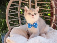 Blue golden british shorthair ayı kafa erkek yavru