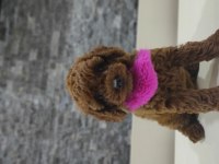 Dark Red Toy Poodle