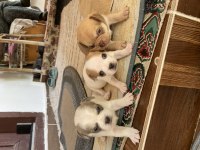 Minik Güzel Chihuahua Şivava