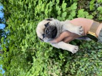 Pug Mops yavrular