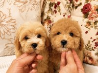 Maltipoo Biblo Dişi Erkek Bebekler