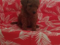 Toy poodle
