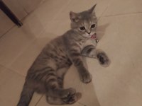 3.5 aylık British Shorthair