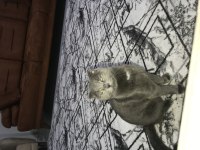 Ücretsiz sahiplendirme scottish fold kedimiz