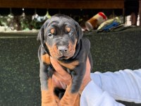 EUROPEAN DOBERMAN YAVRULAR