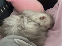 British Shorthair Beyaz Erkek
