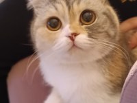 Yetişkin scottish fold kız kedimize yuva arıyoruz