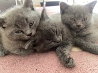 British shorthair yavrularımız yeni yuvasını arıyor