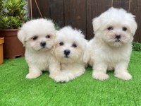 Kilo garantili Maltese yavrular