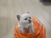 2 AYLIK EGİTİMİ TAM PLUE POİNT OYUNCU KEDİMİZ