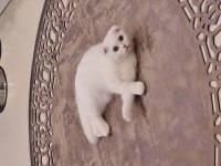 Scottish fold 4 aylık sahiplendirme