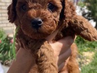 Toy Poodle Yavrumuz Kore Kan Red Brown