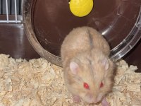Acil bebek hamster yuva aranıyor