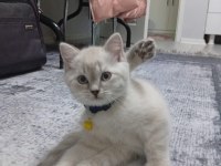 A kalite blue point ve scottish fold bebekler