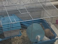 Suriye Hamster