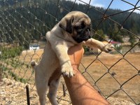 Pug Mops Yavrularımız Sıfır Burun Gül Kuyruk