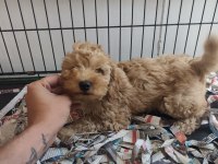 F1 maltipoo poodle kalitesinde