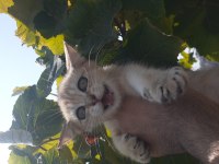 BRİTİSH YAVRUMUZ YENİ YUVASINI ARIYOR