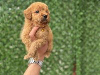 ZEKA VE ZARAFETİN POODLE YAVRULARI