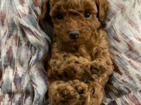  TATLIĞIN SINIRLARINI ZORLAYAN POODLE 