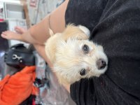 50 günlük maltese Terrier