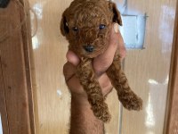 Toy poodle browni renkler