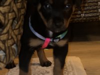Aşıları tam rottweiler yavru