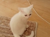BEYAZ KARTOPU KEDİLERİM