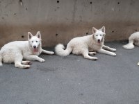 Ev doğumlu orjinal beyaz alman çoban köpeği yavrular