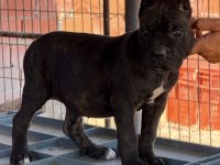 İTALYAN MASTİF CANE CORSO YAVRULARIMIZ