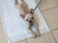 French bulldog blue platinium