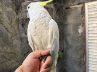EVCİL SÜLFÜR KAKADU