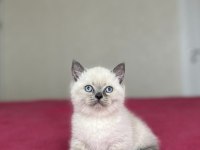 BRİTİSH SHORTHAİR BLUE POİNT YAVRULARIM