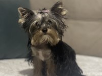 Yorkshire terrier ırkının en iyileri