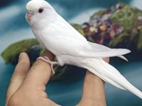 Yavru Muhabbet Kuşu