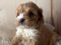 Sevimli Maltipoo Yavrular Yeni Yuvasını Arıyor!