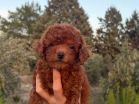 Safkan Dişi Erkek Toy Poodle Yavrular