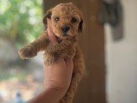 Toy poodle cinsi bebişler