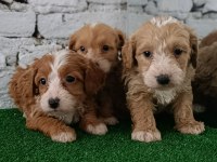 Maltipoo yavrularımız