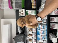 Tea Cup Dişi Maltipoo Bebeklerimiz