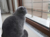 Scottish Fold 7 aylık oğlumuz yeni evini arıyor