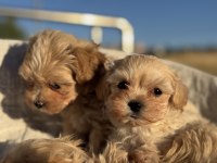 Tea cup kore maltipoo petmode de ziyarete açık