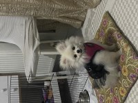 Pomeranian dişi kızımız