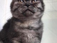 Güzel yavrumuz scottish fold