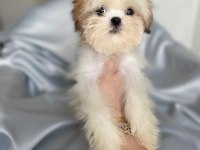 Puf puf shih tzu kızım