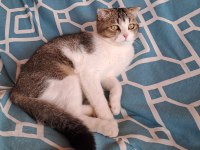 Scottish fold ücretsiz sahiplendirme