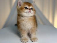 Ny11 Golden Shaded Yakışıklı British Shorthair