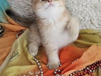 Golden scottish fold erkek bebekler