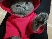 Safkan Dişi British Shorthair Lokum 7 aylık aşılı