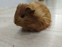 Ginepig yavrumuz